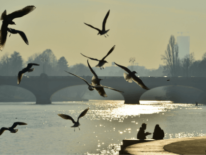 Seagulls fly over the river Po on December 12, 2015 in Turin. AFP PHOTO / GIUSEPPE CACACE / AFP / GIUSEPPE CACACE (Photo credit should read GIUSEPPE CACACE/AFP/Getty Images)