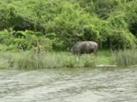 An armed gang of four men ambushed a safari this week and reportedly kidnapped an American tourist--Kimberley Sue Endecott--and her local driver in Uganda’s popular Queen Elizabeth National Park that borders the Democratic Republic of Congo (DRC).