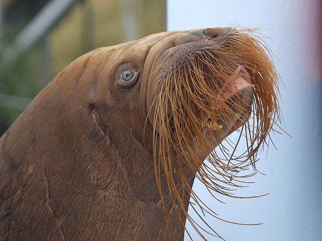 Walrus