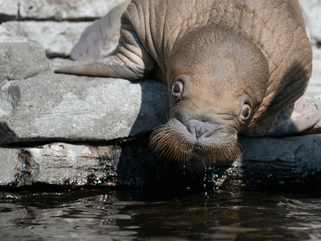 A young walrus sits in its enclosure during its first visit of the outdoor area at the Hag