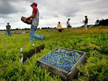 ILE - In this Friday, July 27, 2012, file photo, workers harvest wild blueberries at the Ridgeberry Farm in Appleton, Maine. Maine's governor and members of its blueberry industry fear losing growers due to a depression in prices that has made growing the beloved crop a less reliable way to …