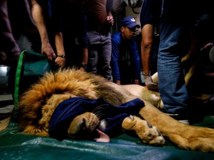 Members of the international animal welfare charity 'Four Paws' check on a sedated lion at a zoo in Rafah, in the southern Gaza Strip, on April 6, 2019, as they prepare to evacuate the animal out of a zoo in the Palestinian enclave and relocate it to sanctuaries in Jordan. …