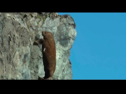 A shocking new segment of Netflix’s Our Planet has highlighted the gruesome fate of walruses forced increasingly onto shore as sea ice dwindles. The walruses have been climbing high onto cliffs and falling to their deaths