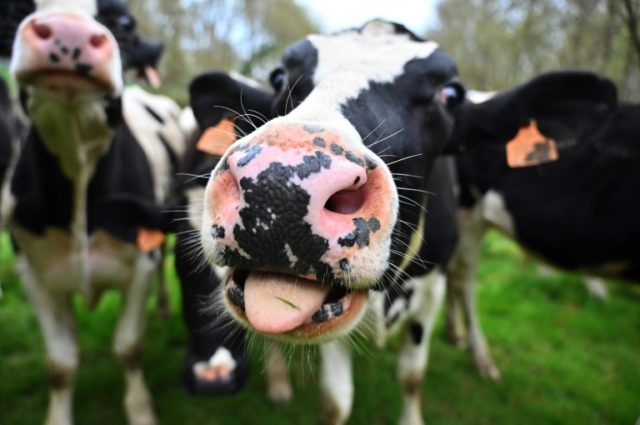 "A cow is never going to be completely clean but you can teach them to go to the toilet," said Henk Hanskamp, the "Cow Toilet" inventor 'Cow toilets' in Netherlands aim to cut e-moo-ssions