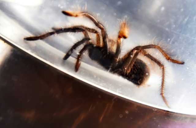 Spider surprise: Philippines seizes 750 smuggled tarantulas