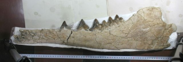 Four-legged prehistoric whale fossil found in Peru