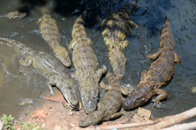 Caiman Rio Brazil flooding unleashes caimans in Rio neighborhood - Breitbart