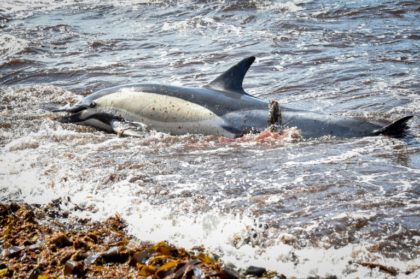 Hundreds of dead dolphins wash up on French coast