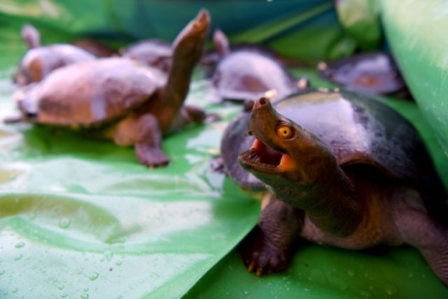 Turtle Power: near extinct terrapins make Cambodian comeback