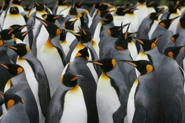 Antarctic penguins suffer 'catastrophic' breeding failure