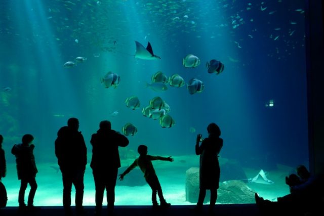 Based in the northern French port town of Boulogne-sur-Mer, Nausicaa bills itself as the largest public acquarium in Europe French aquarium sued over hammerhead shark deaths