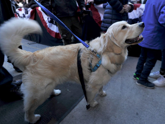 US Senator Elizabeth Warren's dog Baily waits back stage for Warren during her presidentia
