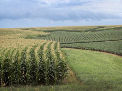 TIPTON, IA - JULY 13: Corn and soybeans grow on a farm on July 13, 2018 near Tipton, Iowa