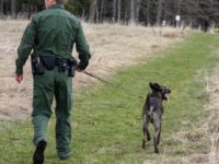 Border Patrol K-9 team searches woods in Vermont for migrants who illegally crossed the Canadian border. (Photo: U.S. Border Patrol/Swanton Sector)