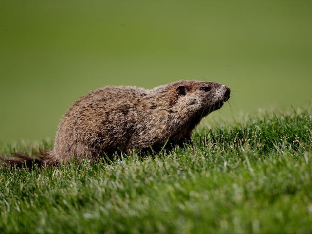 ARDMORE, PA - JUNE 14: A groundhog is seen on the sixth fairway during Round Two of the 11