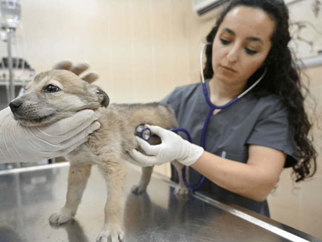 A veterinarian checks a puppy at Sultangazi Health Center on January 30, 2019 at Sultangazi, western Istanbul. - In 2018, 73,608 animals were cared for by a hundred veterinarians and technicians, against only 2,470 in 2004. And no case of rabies has been detected in Istanbul since 2016, according to …