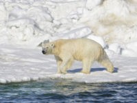 A polar bear dries off after taking a swim in the Chukchi Sea in Alaska. (Brian Battaile/U.S. Geological Survey via AP, File/AP Photo/Dan Joling, File)