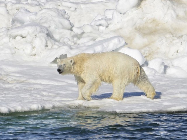 Polar Bear Kills Woman, Boy in Remote Alaska Village - Vimarsana News