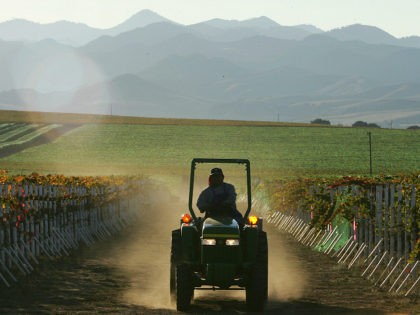 A farm worker drives a tractor through the a vineyard during harvest 09 October 2006 at the Byron Vineyard and Winery in Santa Maria, California. Cooler weather earlier this year delayed the ripening of grapes at many Central Coast vineyards. (Photo credit should read ROBYN BECK/AFP/Getty Images)