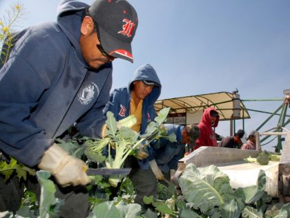 Fernando Millanes and Samuel Arroyo, left, of San Luis Rio Colorado, Sonora in Mexico, cut broccoli stems alongside other workers while Francisco Chavez, right, owner of F. Chavez Harvesting LLC, looks on in Yuma, Ariz., on Saturday, March 8, 2008. As a labor contractor in America's winter lettuce capital, Chavez …