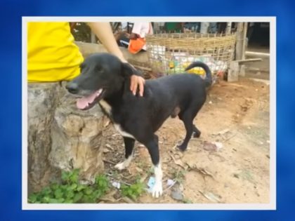 A disabled dog named Ping Pong is the toast of his village in north-east Thailand, after r