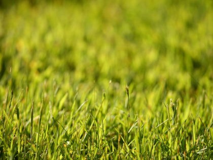 WENTWORTH, ENGLAND - MAY 22: A detailed view of the grass during the Second Round of the BMW PGA Championship at Wentworth on May 22, 2009 in Virginia Water, England. (Photo by Ian Walton/Getty Images)
