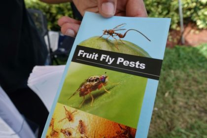 How was it for you? Female flies sense when sex partner a good fit