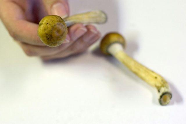 Denver first US city to decriminalize 'magic mushrooms'