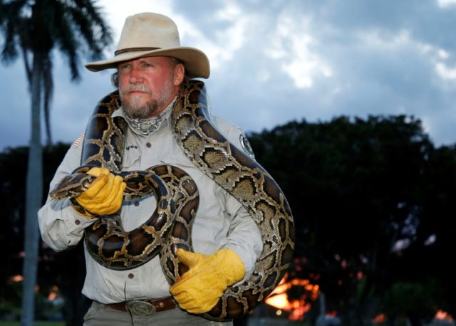Florida snake catcher Tom Rahill handles a 10-foot Burmese python at the Everglades Holiday Park in Fort Lauderdale Python patrols stalk Florida swamps to staunch marauding serpents