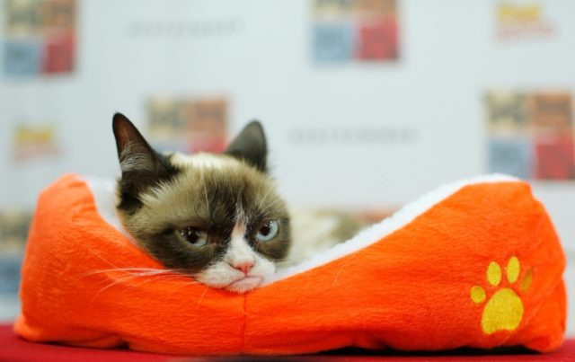 Internet star Grumpy Cat dies at age of seven