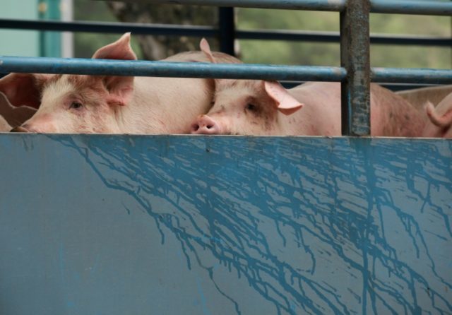 Swine fever sending pork prices higher