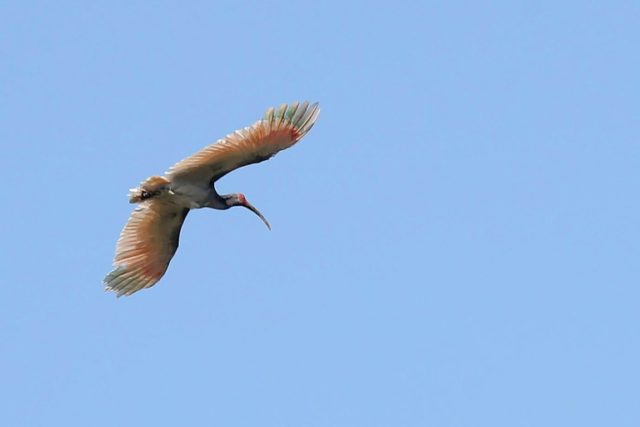 Endangered bird returned to S. Korean wild 40 years after extinction