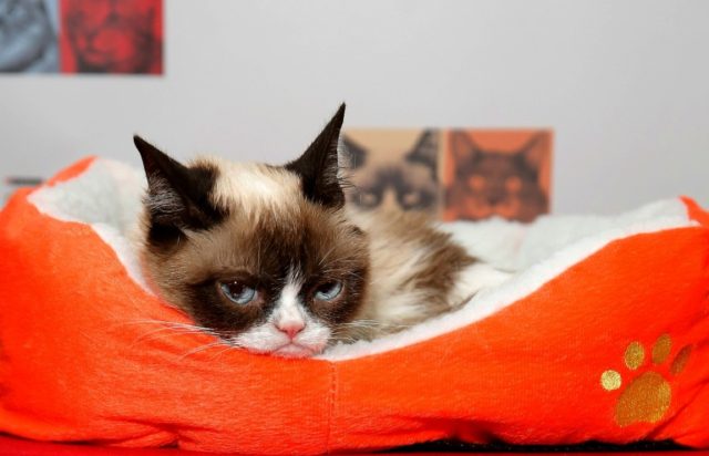 Grumpy Cat, the face that launched a thousand memes, dead at seven