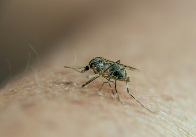 Malaria back with a vengeance in crisis-hit Venezuela