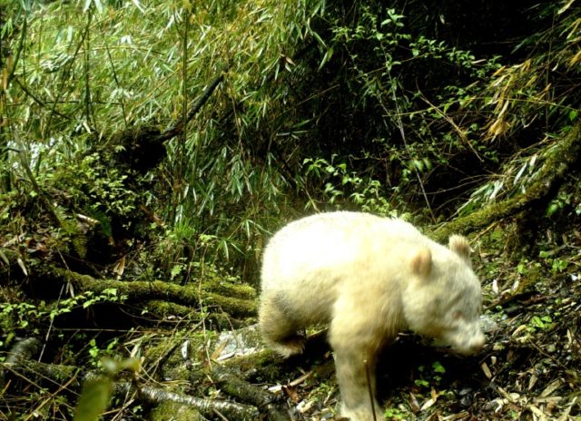 Rare albino panda caught on camera in China: state media