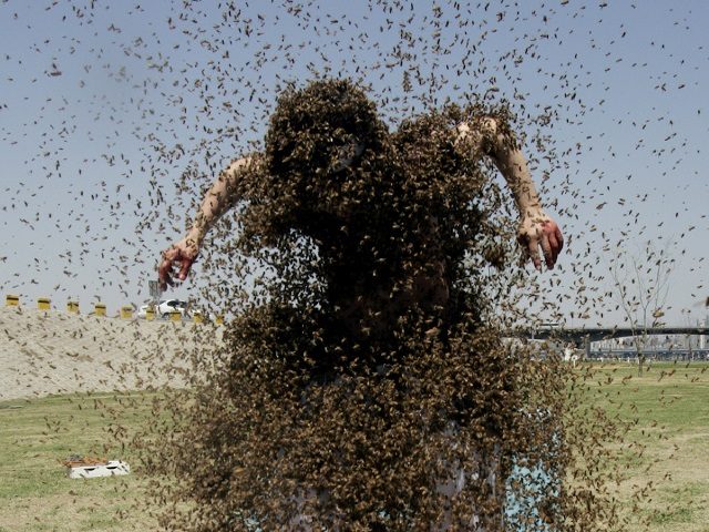 ** FOR USE WITH YEAR END--FILE **South Korean bee farmer Ahn Sang-kyu, swarmed with bees,