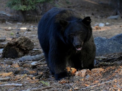 A black bear scavenges for food beside tourists near the famous General Sherman tree at th