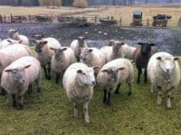 Black sheep (Leonora King / Flickr / CC / Cropped)