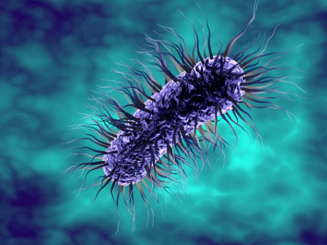 Escherichia coli bacterium, 3D illustration. Gram-negative bacterium with peritrichous fla
