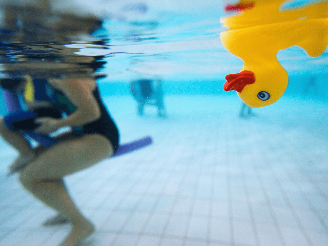 rubber duck floats on the water as toddlers explore the water with their parents during a swimming class for babies at Lane Cove pool March 16, 2007 in Sydney, Australia. As the baby boom in Australia continues, the popularity of swimming classes for babies and toddlers is also on the …