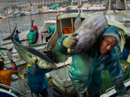 Workers unload fish from the boat before transporting to a fish market on May 18, 2016 in Pingtung, Taiwan. Taiwan, often an overlooked player in the control over the South China Sea, continues assert its claim to sovereignty over Itu Aba, also known as Taiping Island in Taiwan, as well …