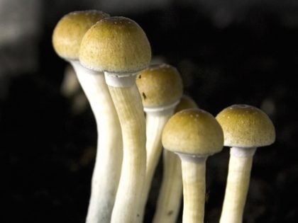 magic mushrooms (Jan Daniels / AFP / Getty)
