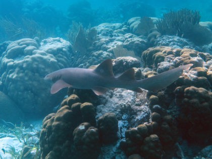 A Nurse Shark (Ginglymostoma cirratum) is seen at the Hol Chan Marine Reserve coral reef in the outskirts of San Pedro village, in Ambergris Cay, Belize, on June 7, 2018. - Backed by legislation passed in 2017, Belize is taking steps to ensure that its reef barrier, the second largest …