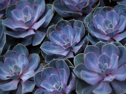 Echeveria is shown in the "Frida Kahlo: Art, Garden, Life" exhibit at the Haupt Conservatory at the New York Botanical Garden May 21, 2015 in New York. AFP PHOTO/DON EMMERT (Photo credit should read DON EMMERT/AFP/Getty Images)