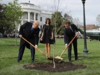WASHINGTON, DC - APRIL 23: U.S. President Donald Trump, U.S. first lady Melania Trump, and French President Emmanuel Macron participate in a tree-planting ceremony on the South Lawn of the White House April 23, 2018 in Washington, DC. The European Sessile Oak is a gift from the Macrons and comes …
