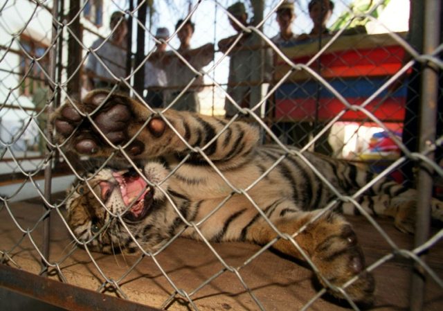 Vietnamese man attacked by tiger in private zoo