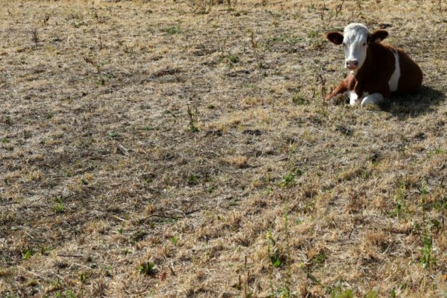 EU, S. America trade deal a 'dark moment' for farmers