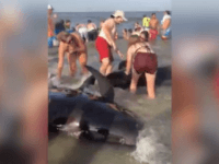 Georgia Beachgoers Rescue 20 Beached Pilot Whales