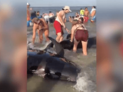 Georgia Beachgoers Rescue 20 Beached Pilot Whales