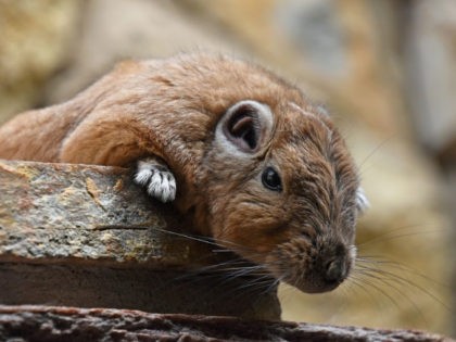 Close up portrait of African Gundi comb rat - stock photo